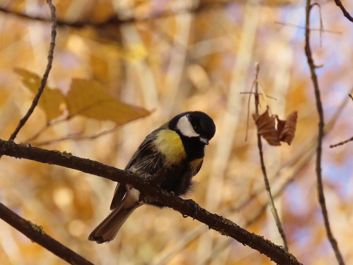 Great Tit (Great) - ML626121970