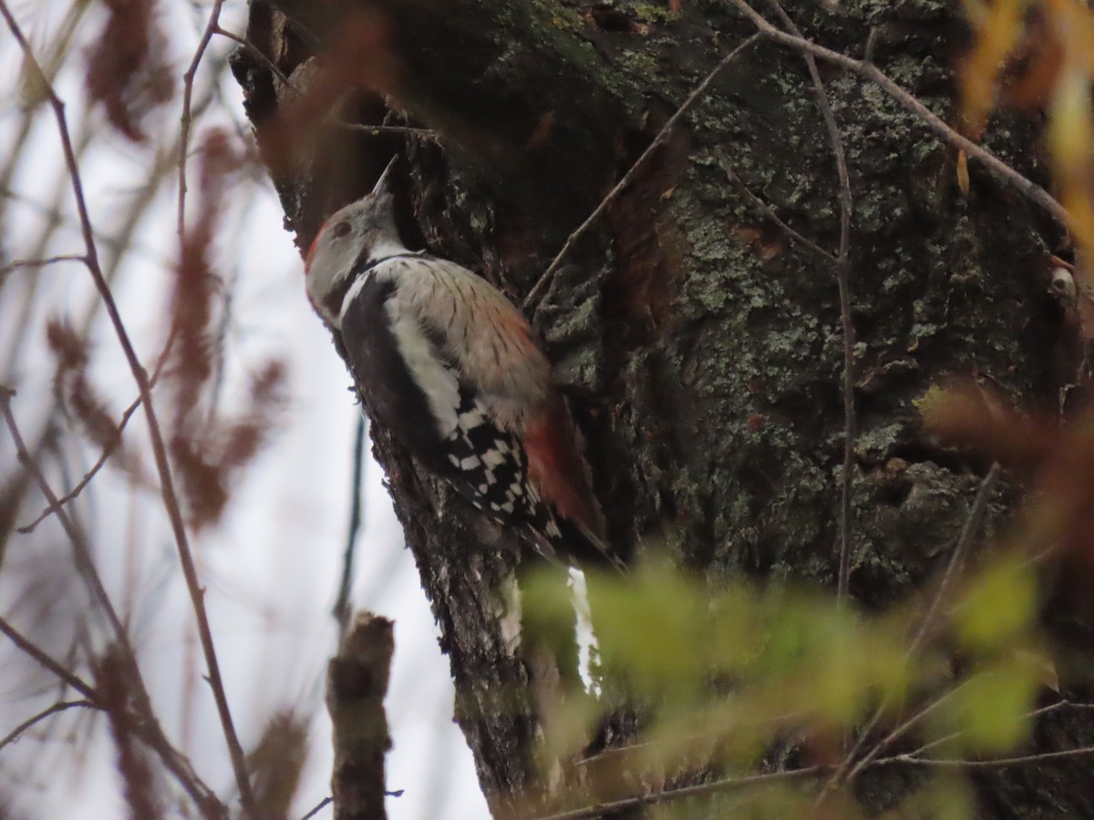 Lesser Spotted Woodpecker - ML626121981