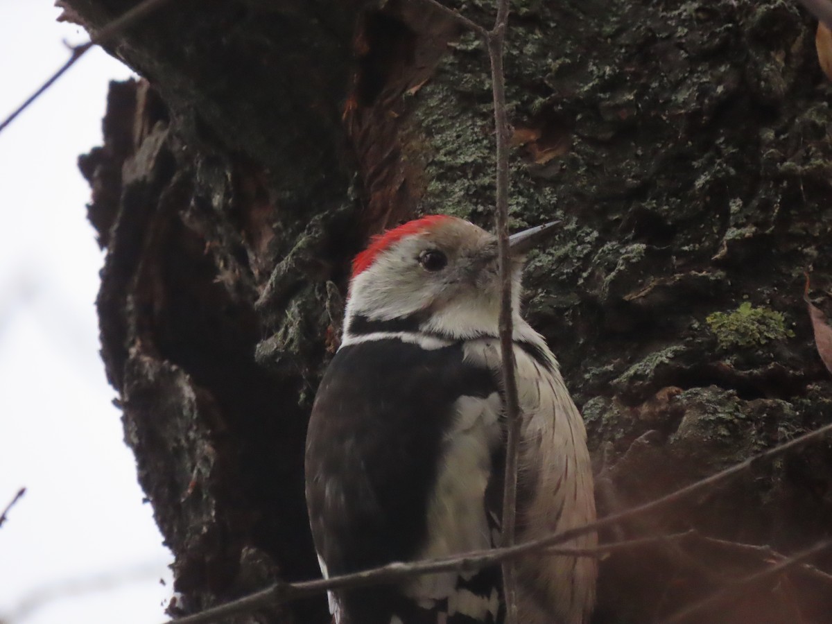 Lesser Spotted Woodpecker - ML626122001