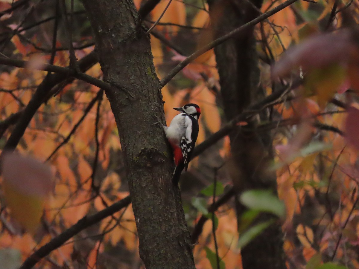 Great Spotted Woodpecker - ML626122002