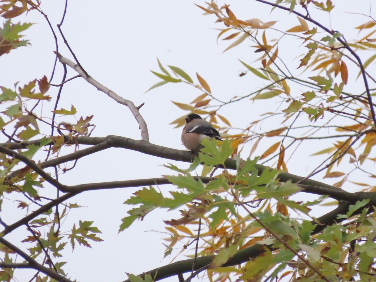 Eurasian Bullfinch - ML626122004