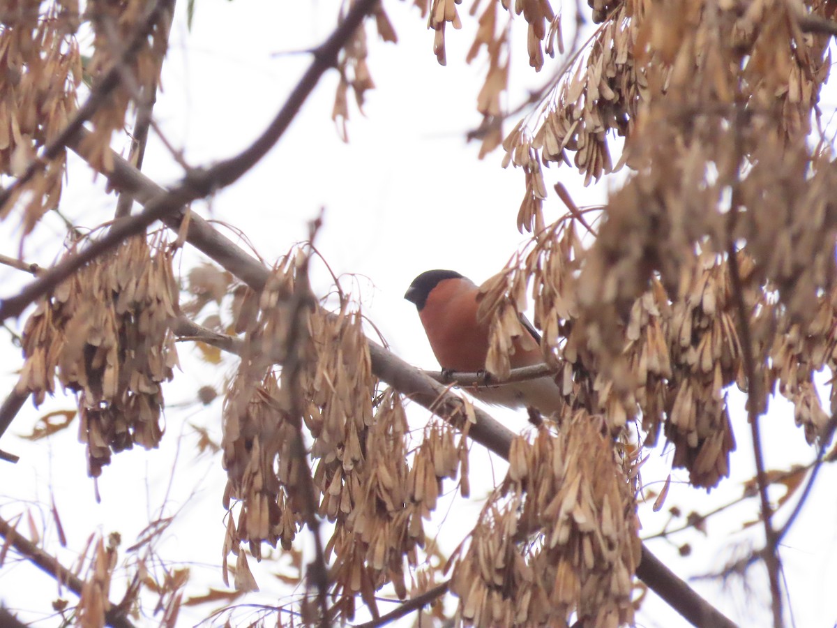 Eurasian Bullfinch - ML626122006