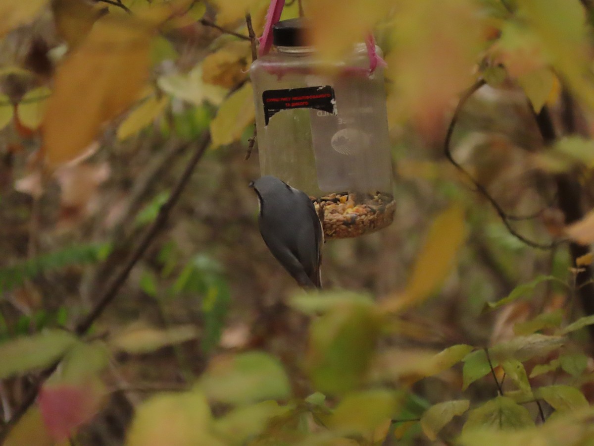 Eurasian Nuthatch (Western) - ML626122010