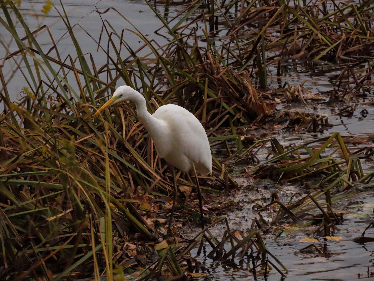 Great Egret - ML626122013