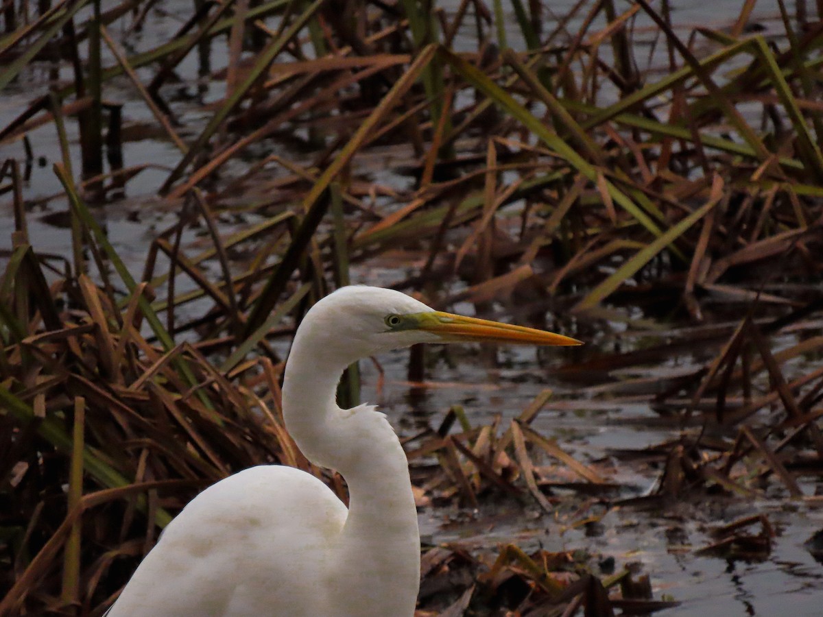 Great Egret - ML626122014