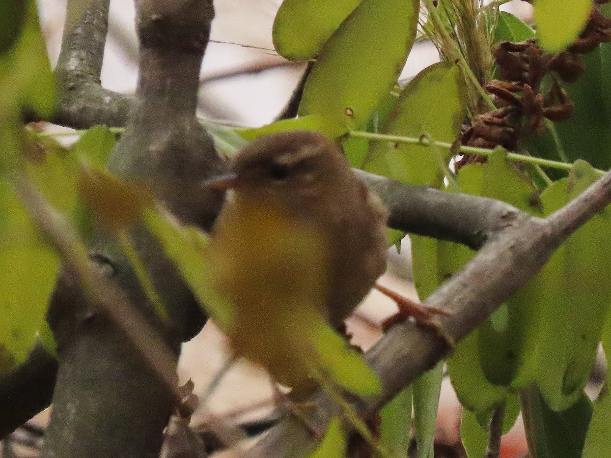 Eurasian Wren - ML626122018