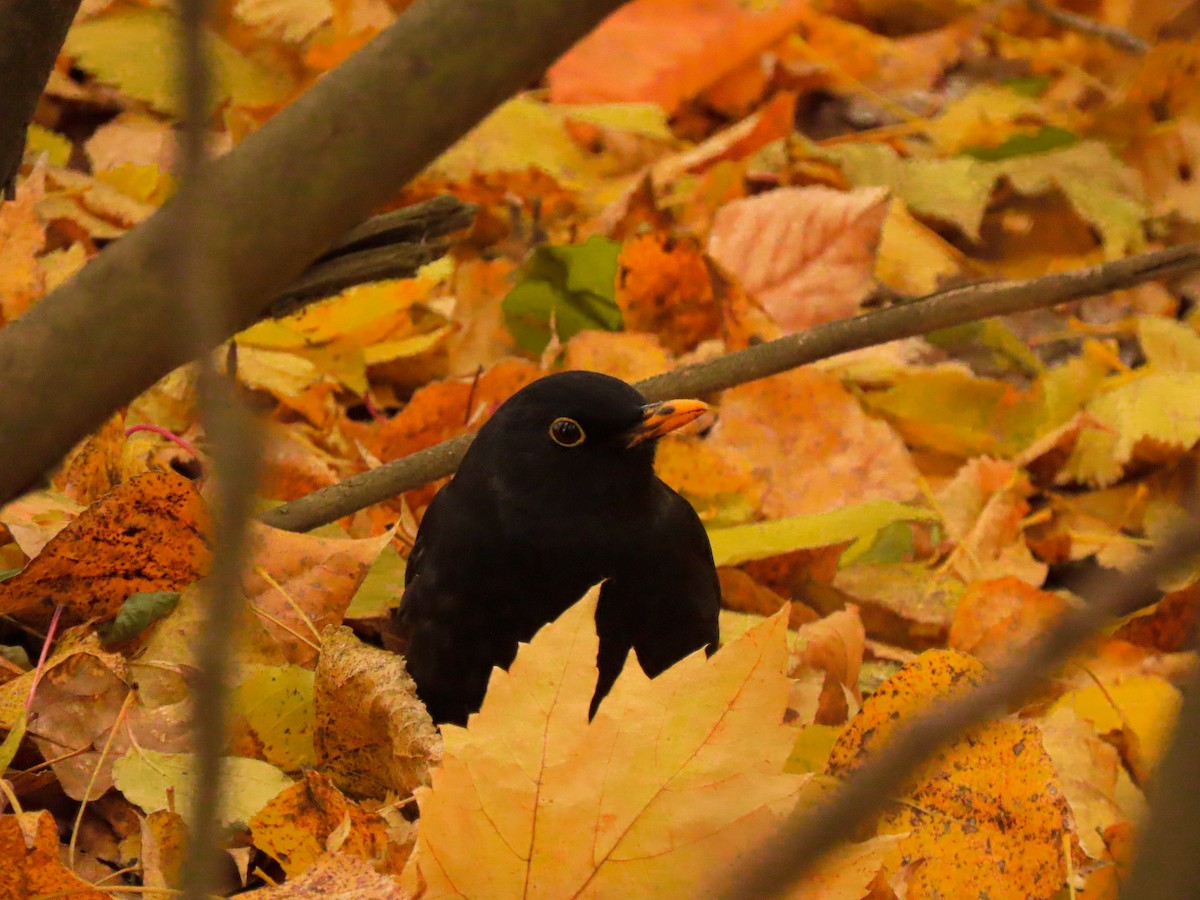 Eurasian Blackbird - ML626122028