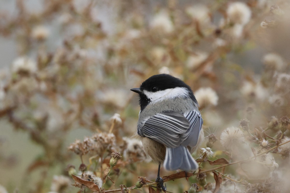 Black-capped Chickadee - ML626122129