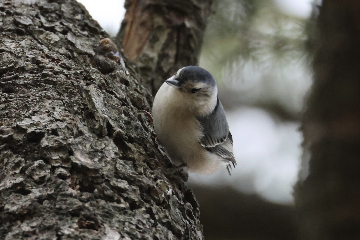 White-breasted Nuthatch - ML626122139