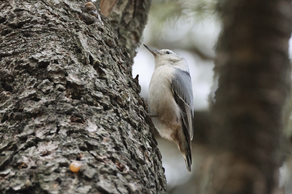 White-breasted Nuthatch - ML626122140