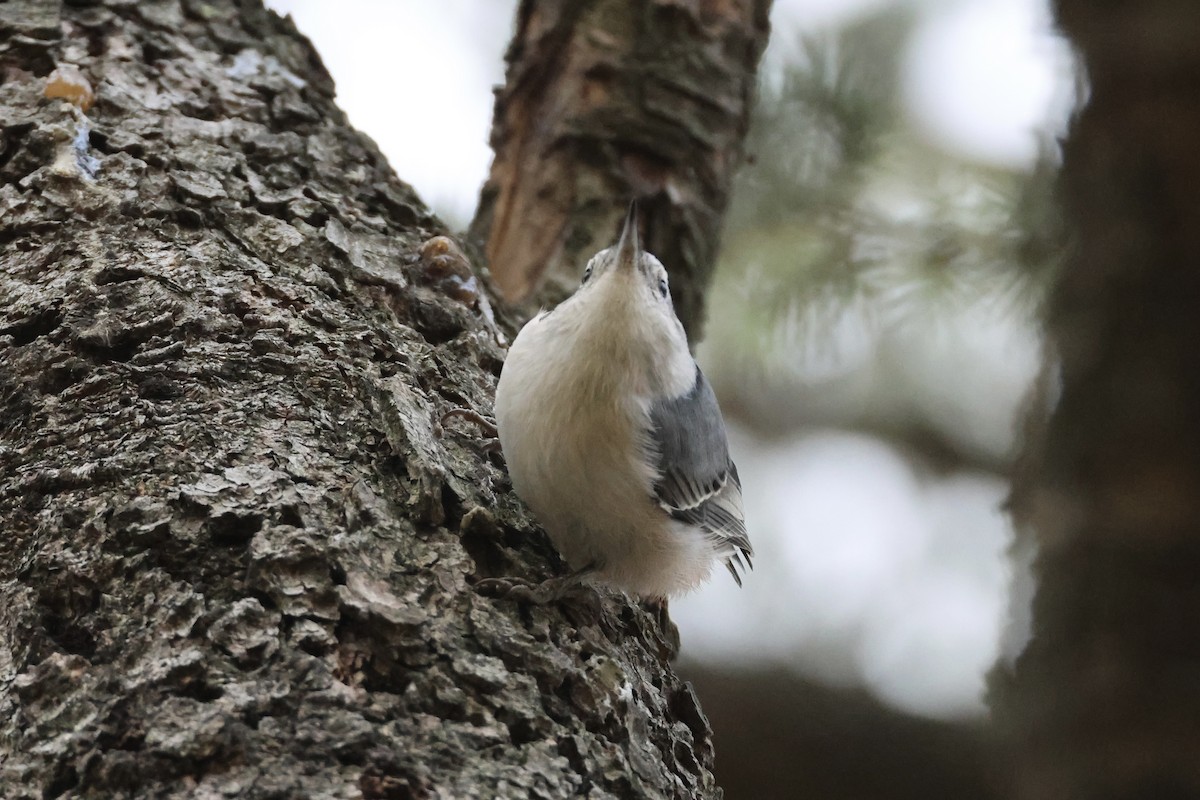 White-breasted Nuthatch - ML626122141