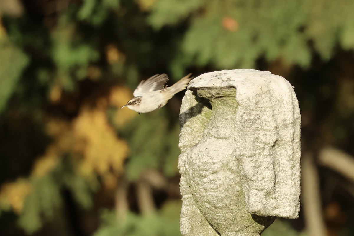 Brown Creeper - ML626122143