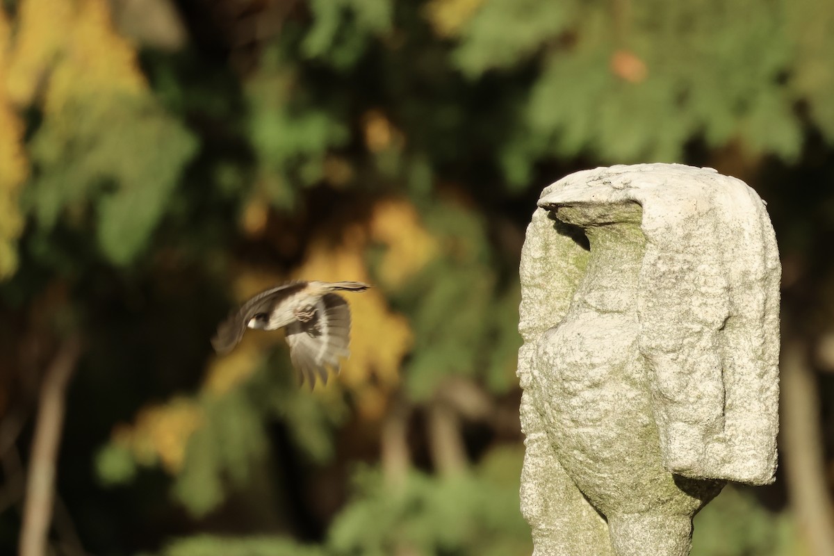 Brown Creeper - ML626122144