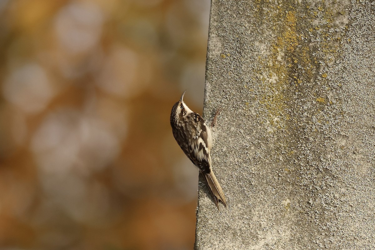 Brown Creeper - ML626122145