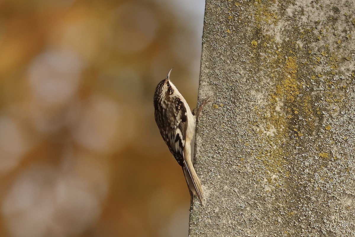 Brown Creeper - ML626122147