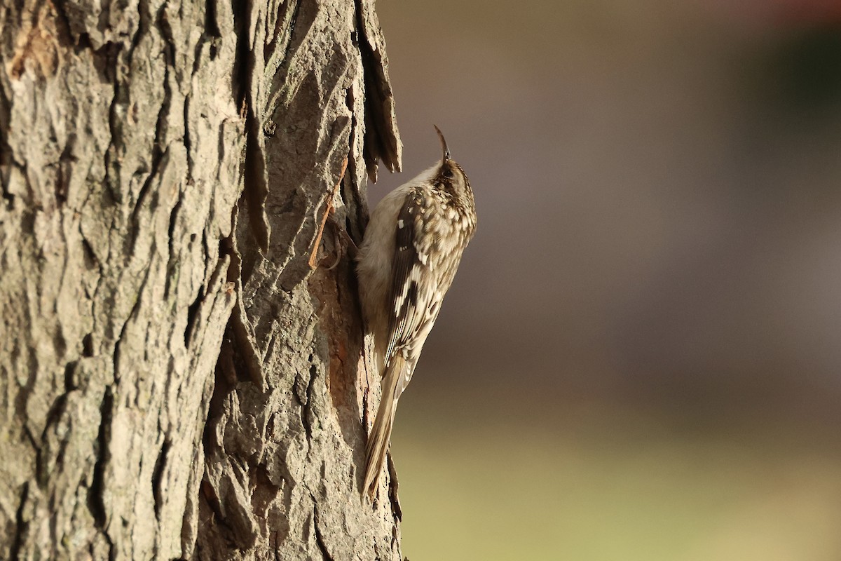 Brown Creeper - ML626122148