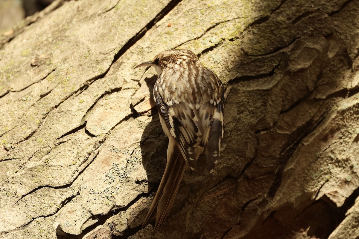 Brown Creeper - ML626122149