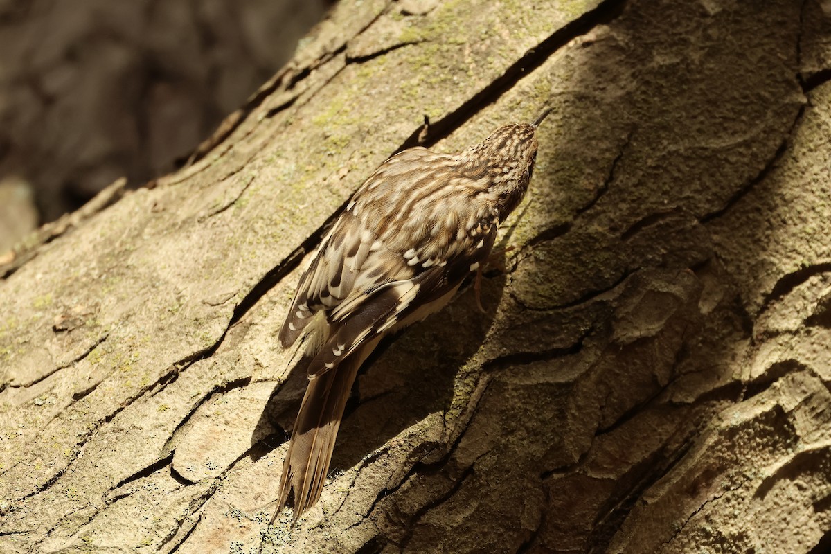 Brown Creeper - ML626122151