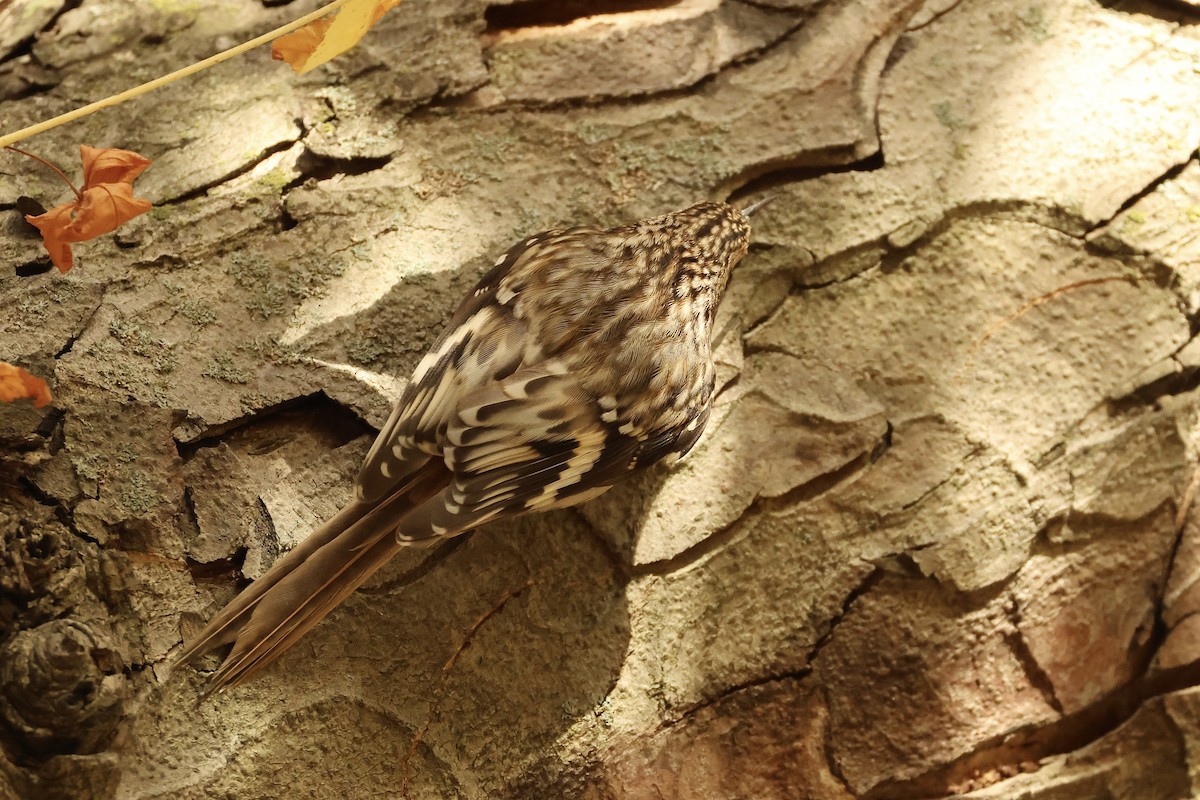 Brown Creeper - ML626122152