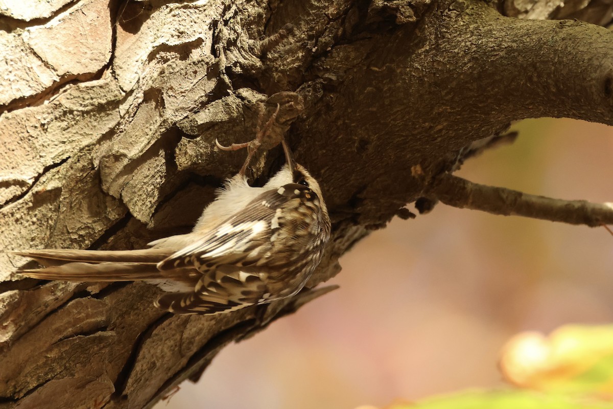 Brown Creeper - ML626122153