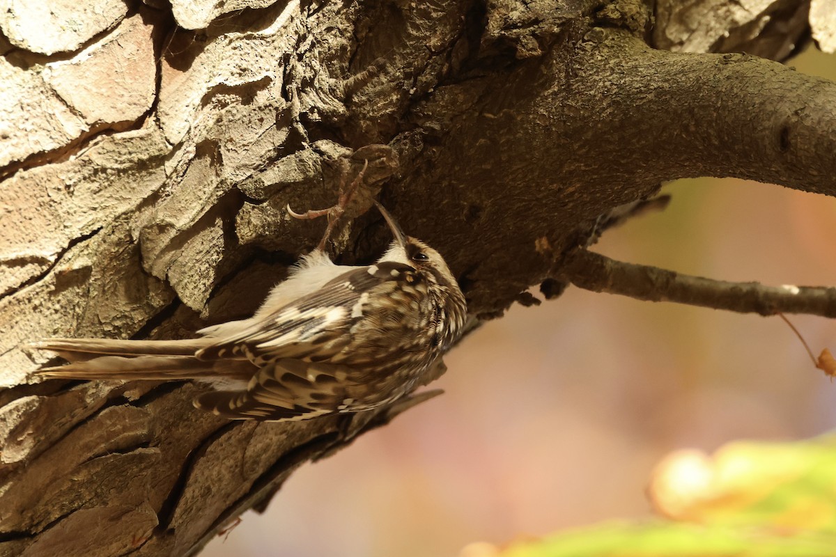 Brown Creeper - ML626122154