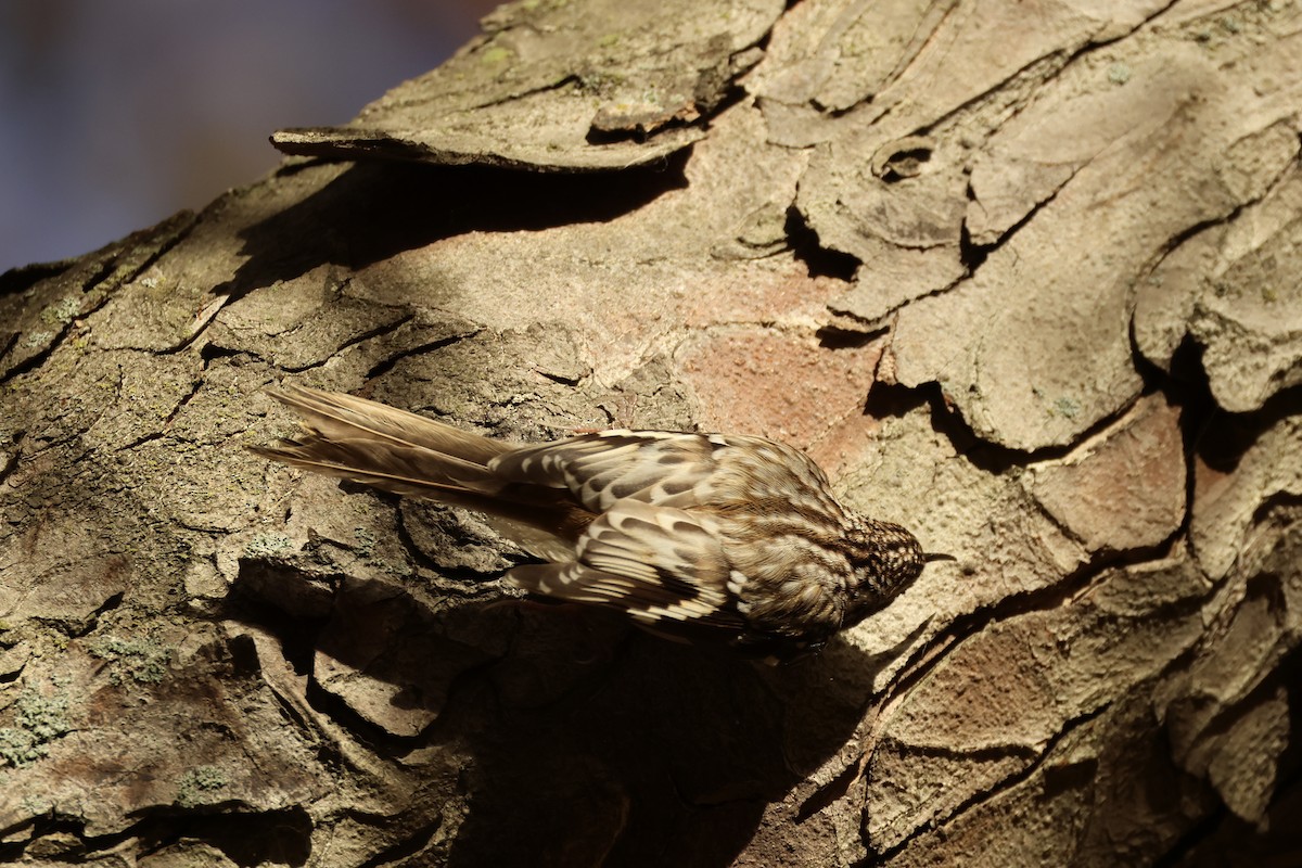 Brown Creeper - ML626122155