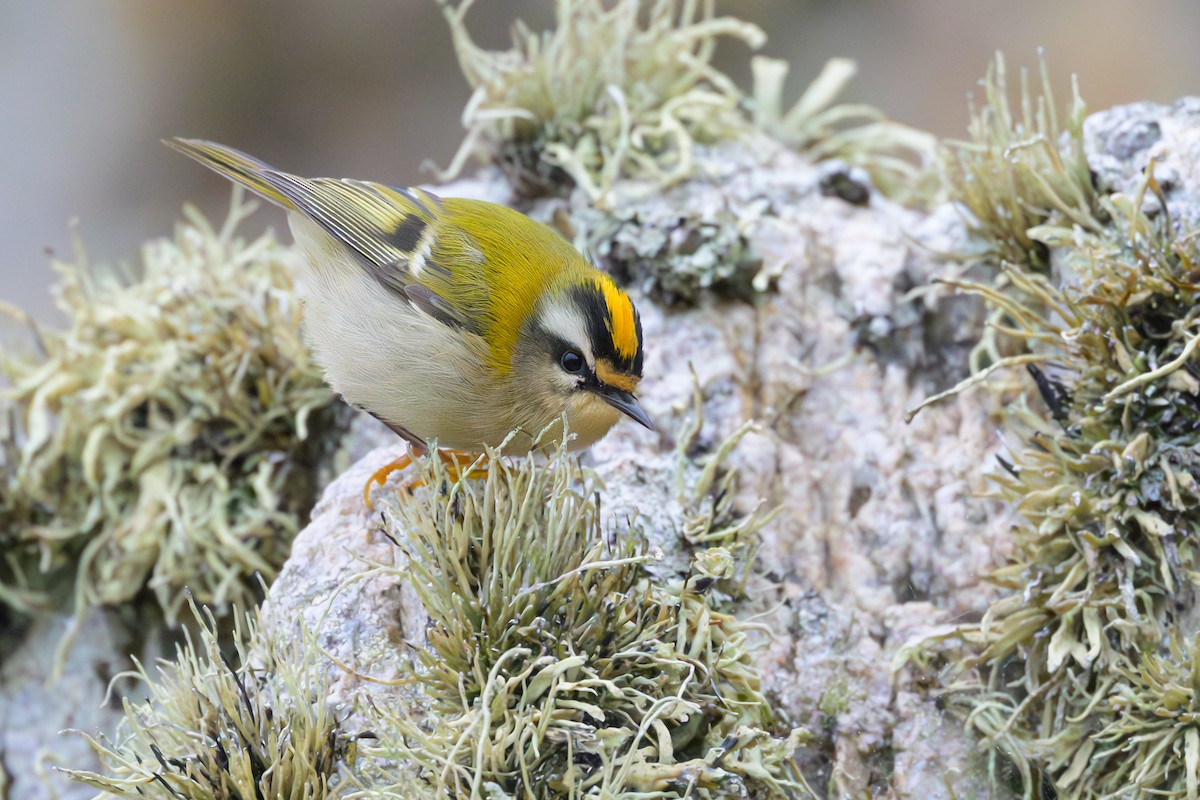 Common Firecrest - ML626122180