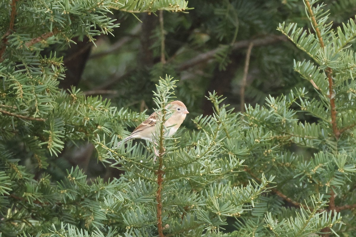 Field Sparrow - ML626122181