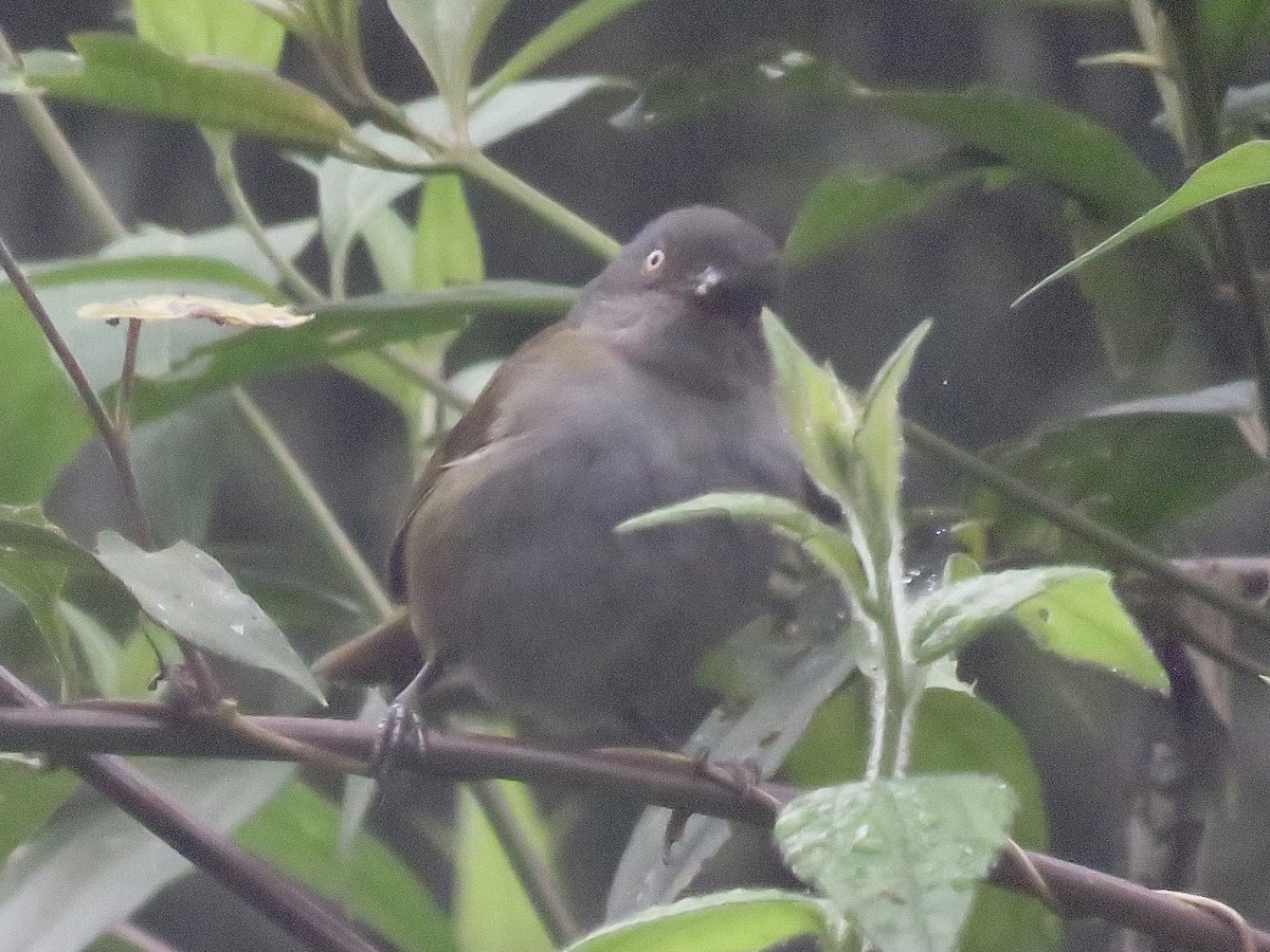 Dusky Chlorospingus - ML626122252