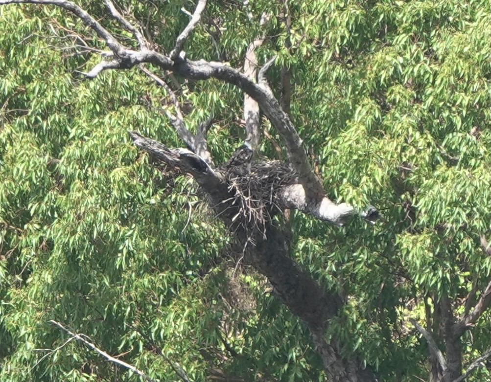Flores Hawk-Eagle - ML626122416