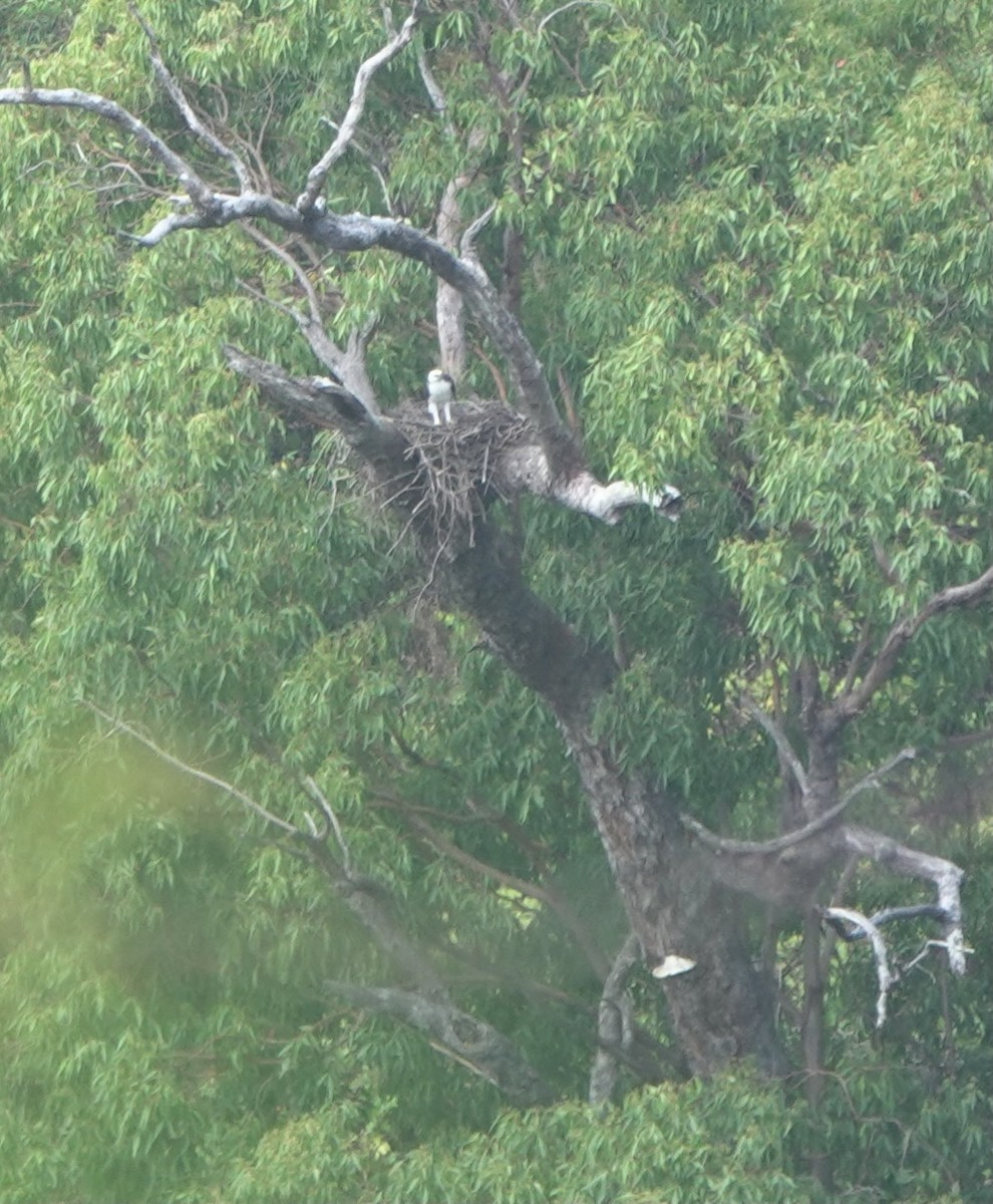 Flores Hawk-Eagle - ML626122417