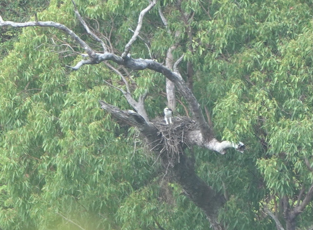 Flores Hawk-Eagle - ML626122418