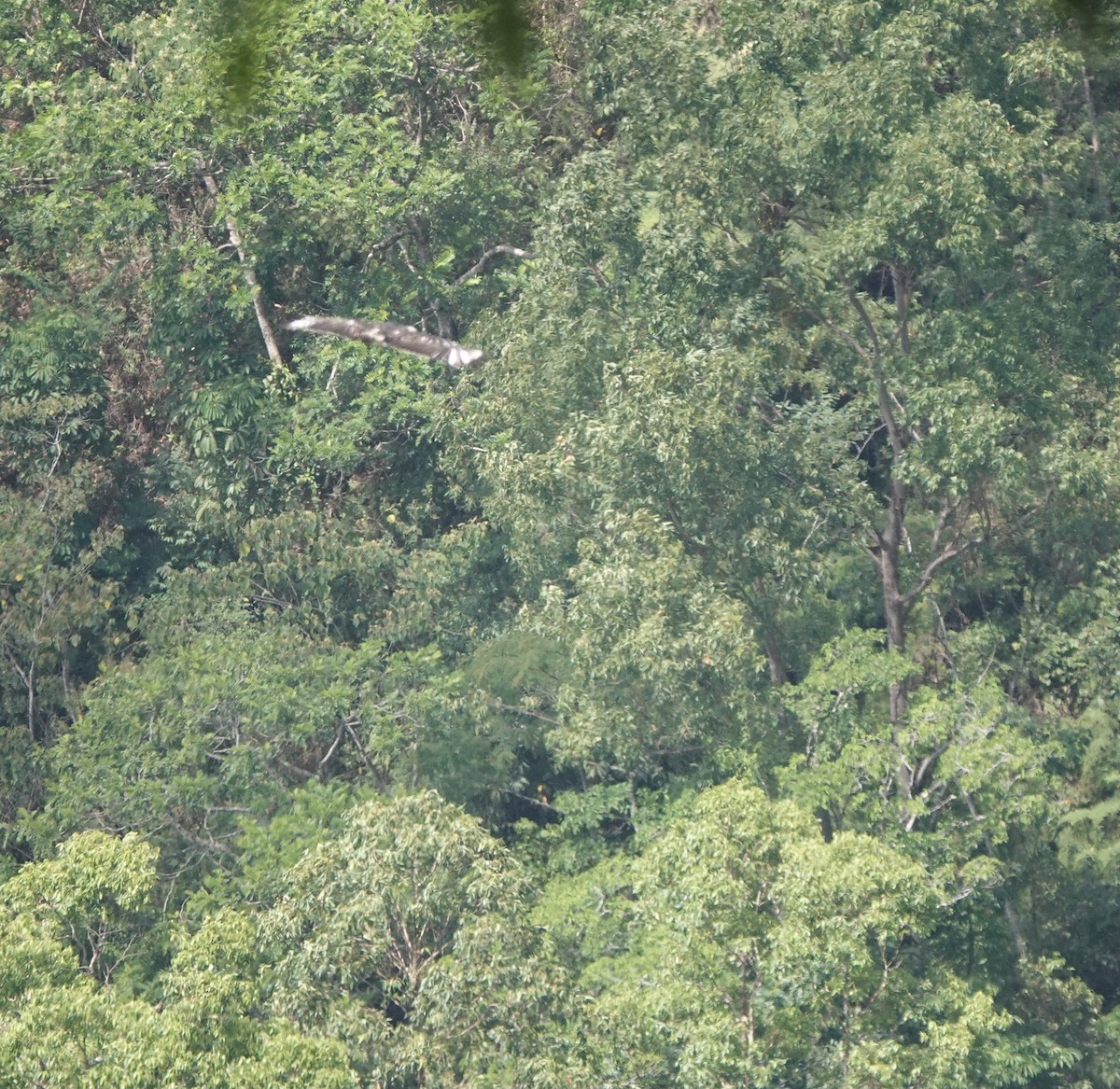 Flores Hawk-Eagle - ML626122419