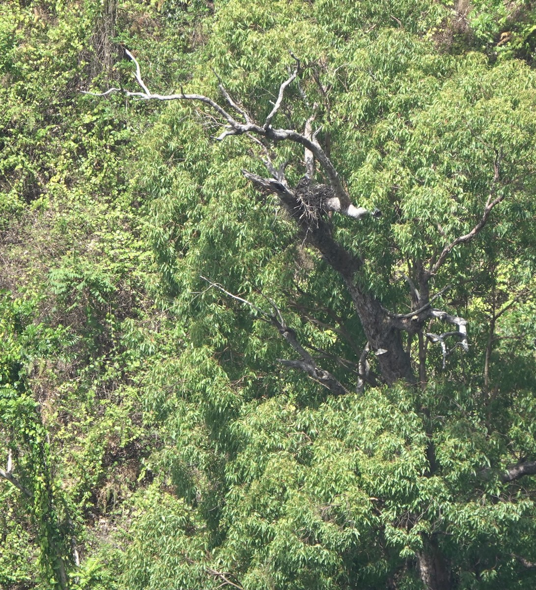 Flores Hawk-Eagle - ML626122420
