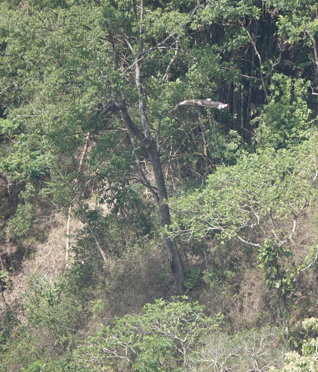 Flores Hawk-Eagle - ML626122421
