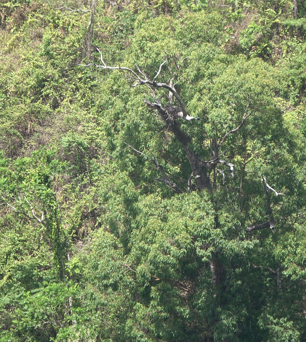 Flores Hawk-Eagle - ML626122422
