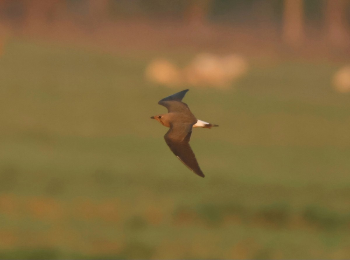 Oriental Pratincole - ML626122480