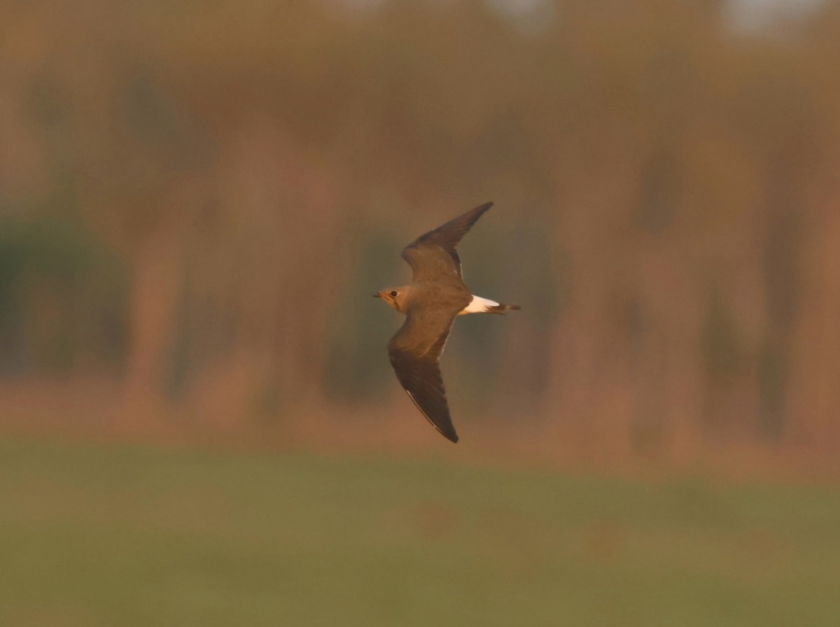 Oriental Pratincole - ML626122487