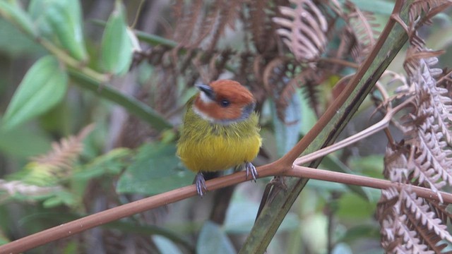 Johnson's Tody-Flycatcher - ML626122654