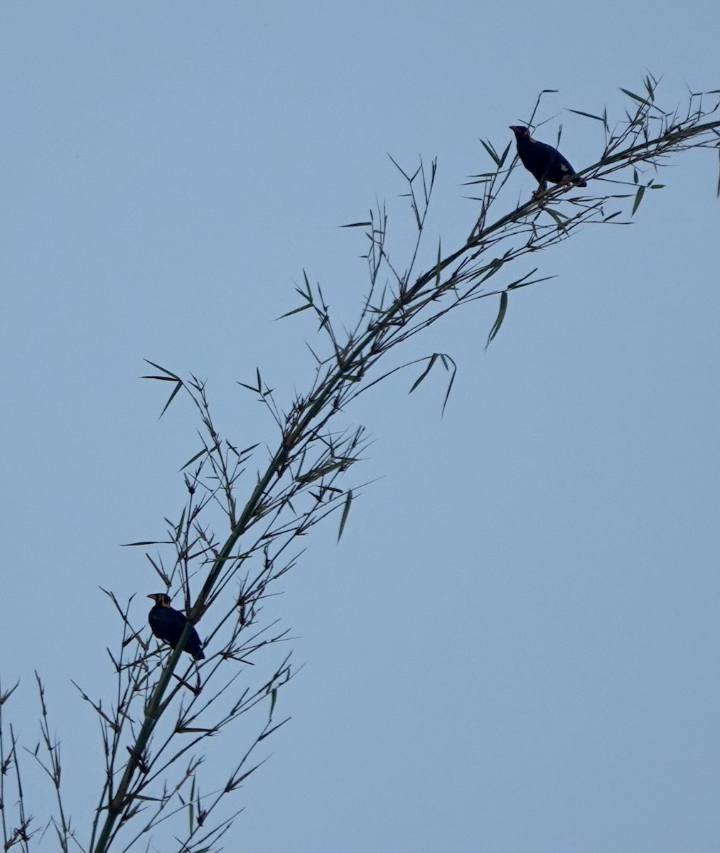 Tenggara Hill Myna - ML626122677