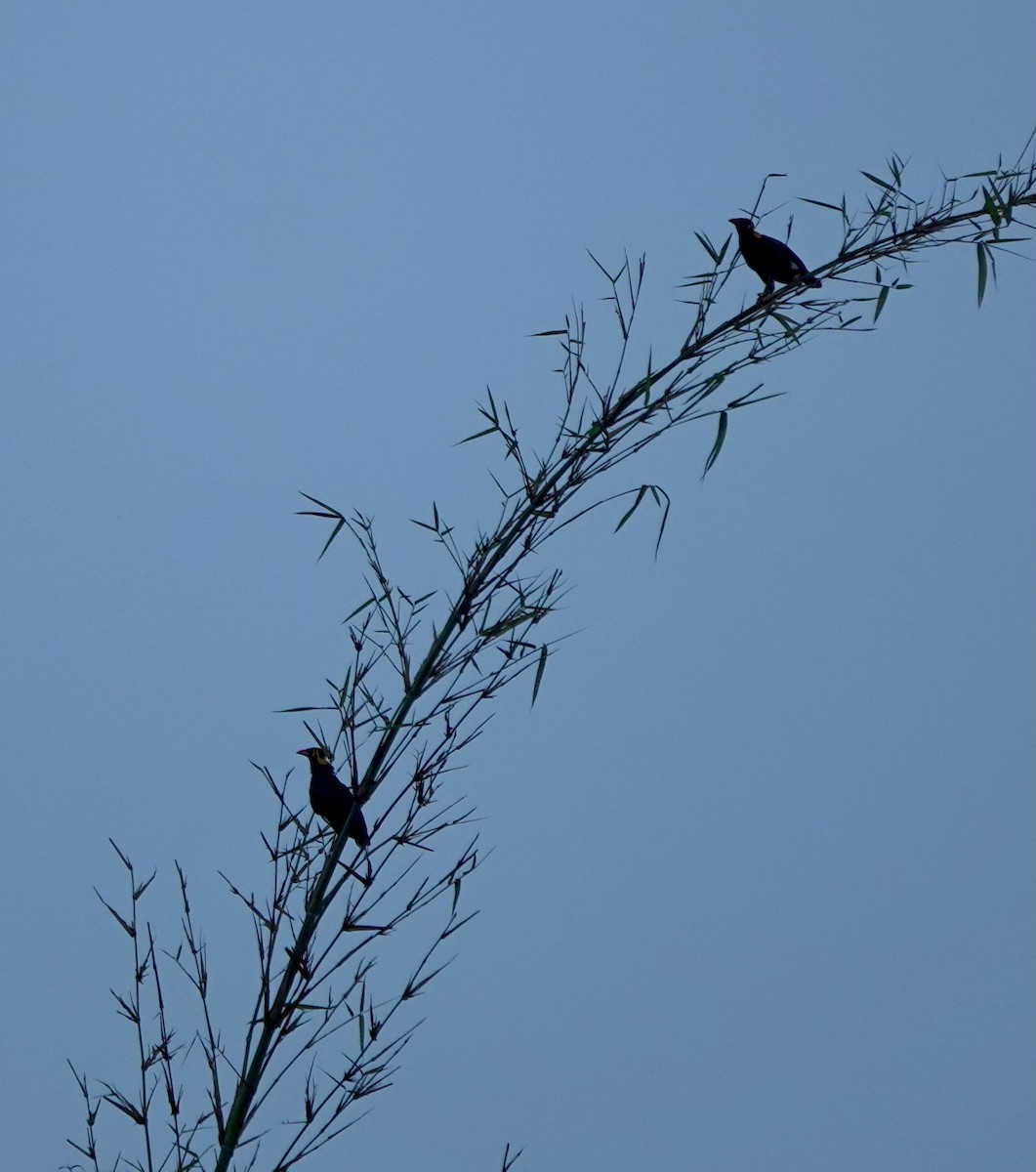 Tenggara Hill Myna - ML626122678