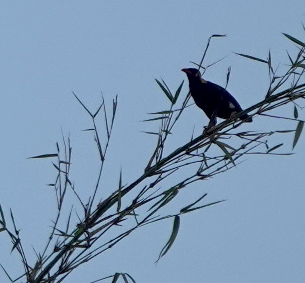Tenggara Hill Myna - ML626122679