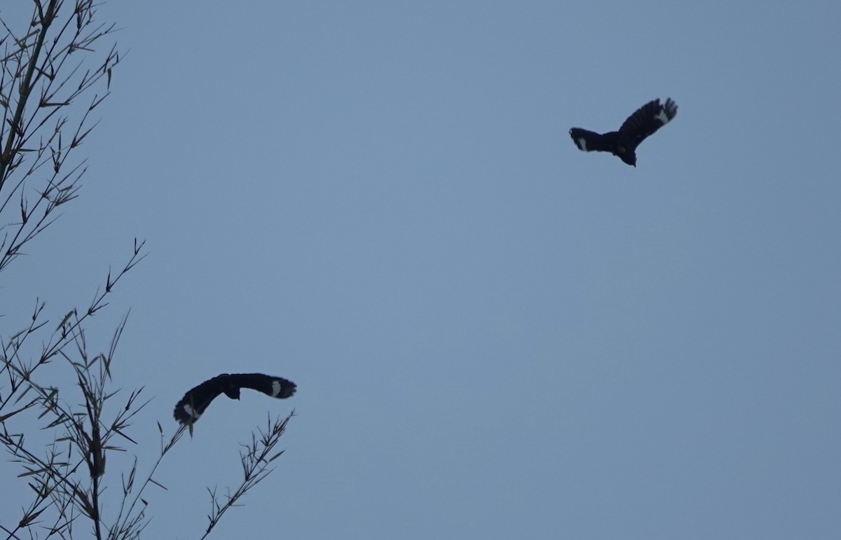 Tenggara Hill Myna - ML626122681