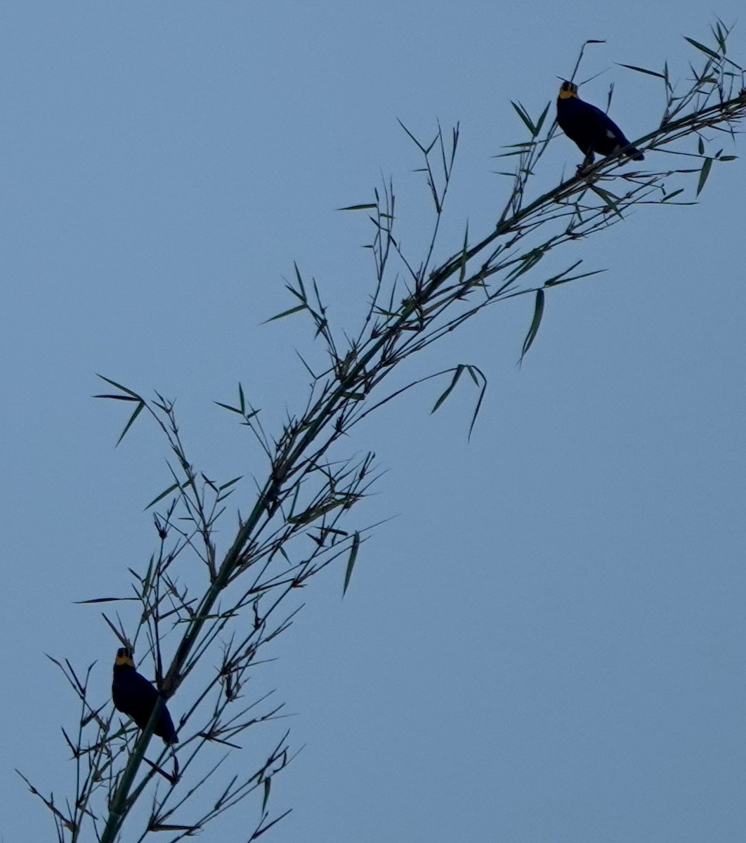 Tenggara Hill Myna - ML626122682