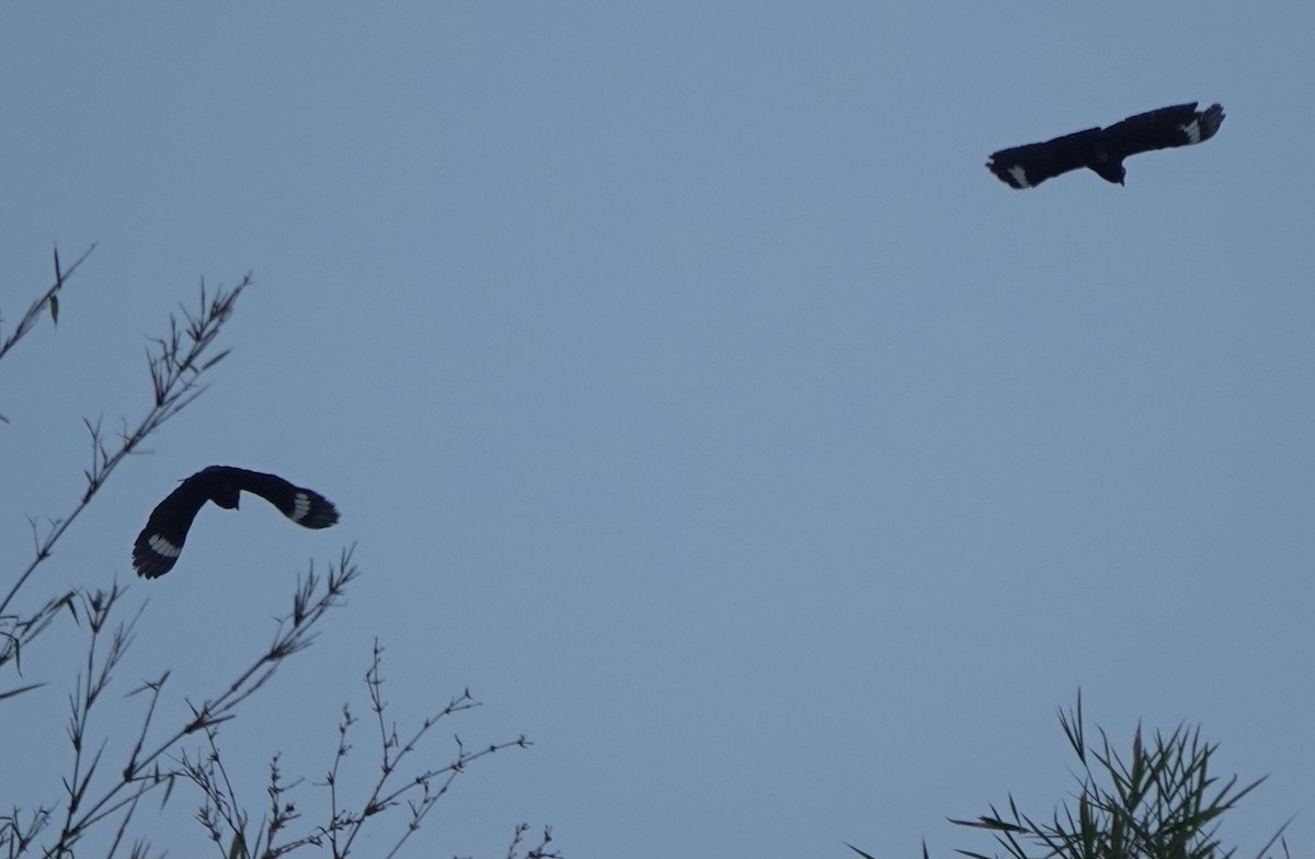 Tenggara Hill Myna - ML626122683