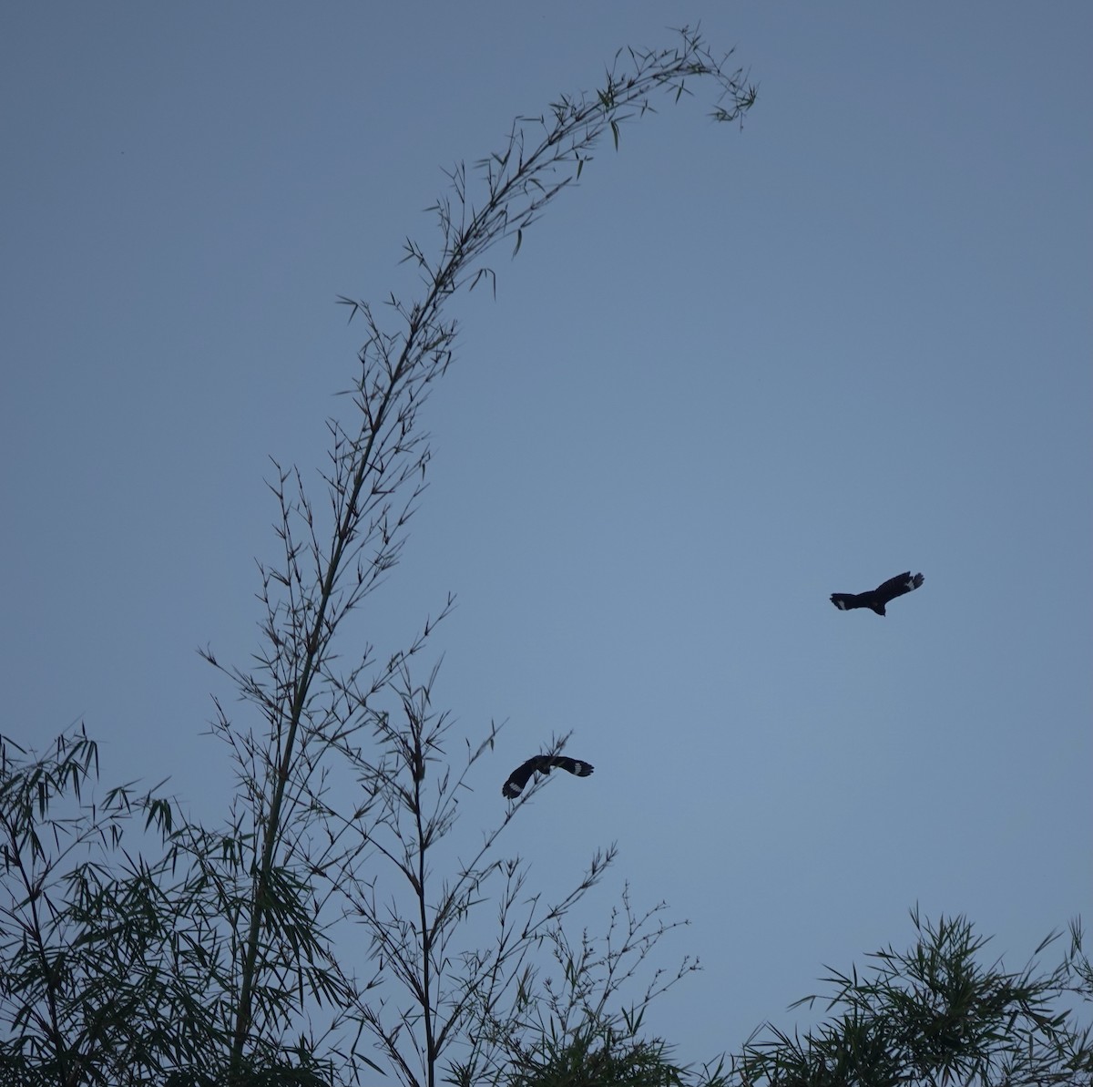 Tenggara Hill Myna - ML626122684