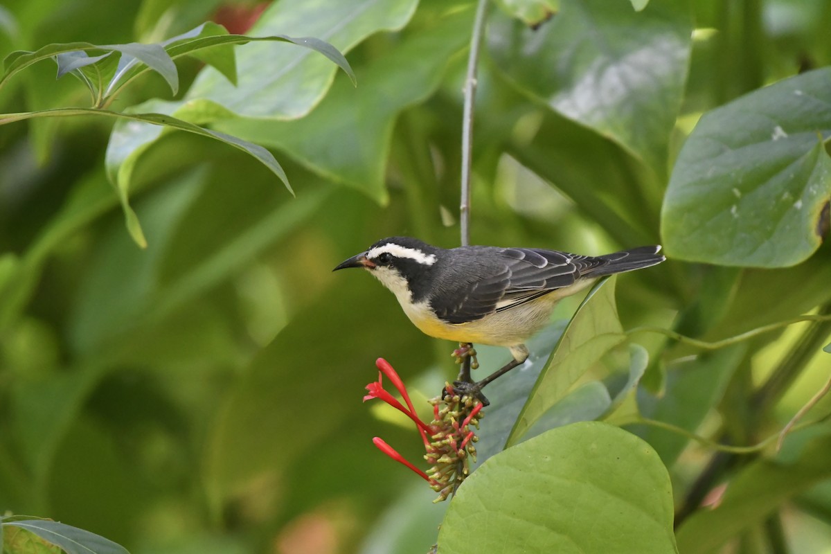 Bananaquit - ML626122727