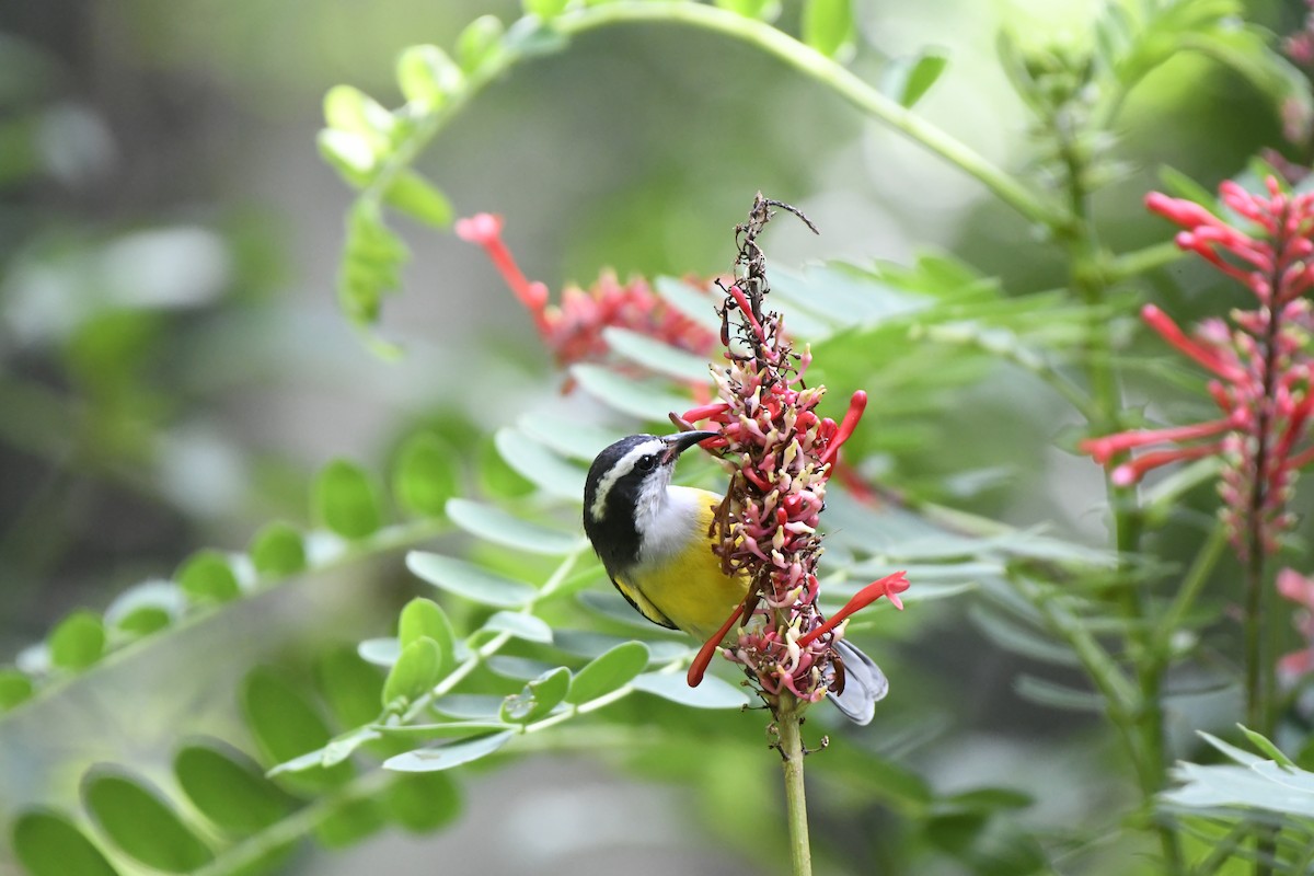 Bananaquit - ML626122728
