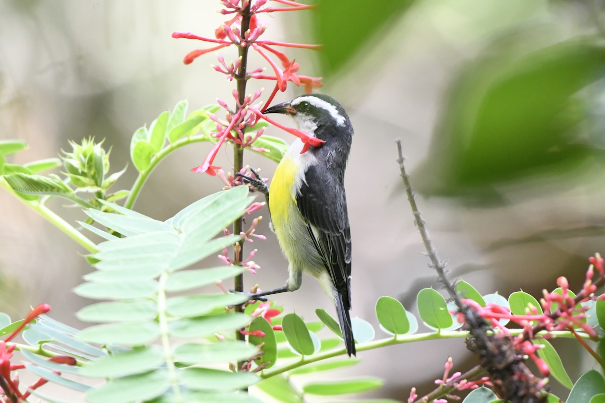 Bananaquit - ML626122729