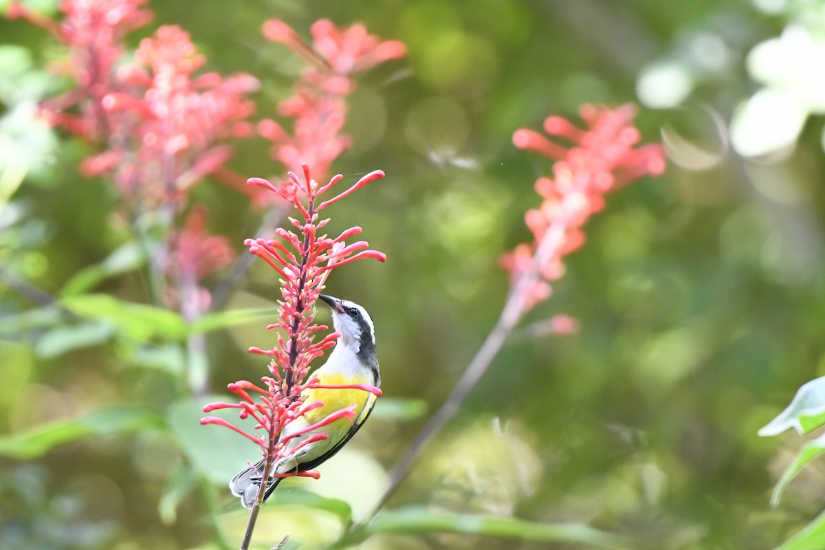 Bananaquit - ML626122730